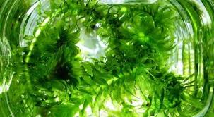 「水蘊草」的圖片搜尋結果