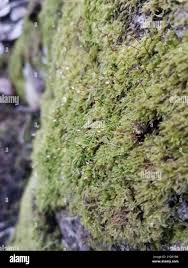 Attēlu rezultāti vaicājumam “Brachythecium rivulare sporophyte”
