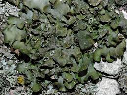 Attēlu rezultāti vaicājumam “Pleurosticta acetabulum”