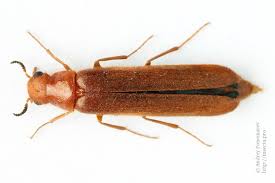 Attēlu rezultāti vaicājumam “Hylecoetus dermestoides male”