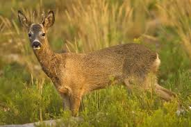 Attēlu rezultāti vaicājumam “Capreolus capreolus”