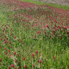 Image result for Trifolium incarnatum