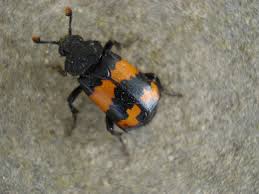 Attēlu rezultāti vaicājumam “Nicrophorus investigator imago”