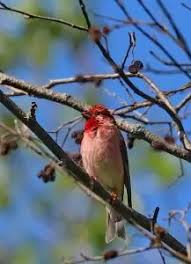 Attēlu rezultāti vaicājumam “Carpodacus erythrinus”