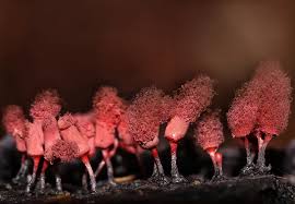 Attēlu rezultāti vaicājumam “Arcyria denudata young”