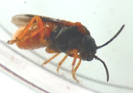 Attēlu rezultāti vaicājumam “Nematus ribesii”