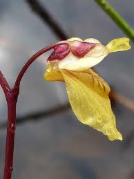 Attēlu rezultāti vaicājumam “Utricularia minor bud”