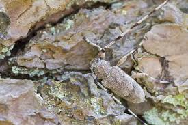 Attēlu rezultāti vaicājumam “Acanthocinus aedilis”