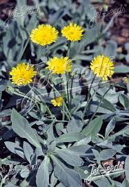 Image result for Hieracium pilosella