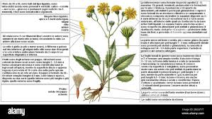 Attēlu rezultāti vaicājumam “Hieracium murorum”