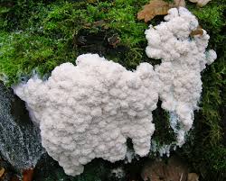 Attēlu rezultāti vaicājumam “Brefeldia maxima macro”