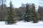 In South Park. Rather handsome trees made even more so by the snow. - via Daymix