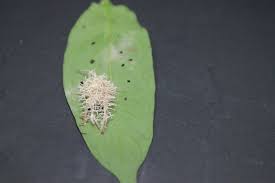 Attēlu rezultāti vaicājumam “Torrubiella arachnophila”