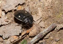 Attēlu rezultāti vaicājumam “Adomerus biguttatus”