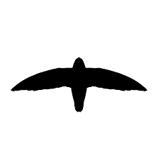 Image result for Chaetura pelagica