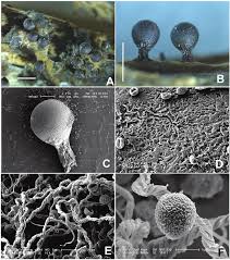 Attēlu rezultāti vaicājumam “Trichia crateriformis stalked”