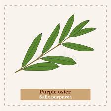 Attēlu rezultāti vaicājumam “Salix purpurea leaf”