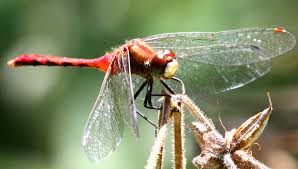 Attēlu rezultāti vaicājumam “Leucorrhinia albifrons female”