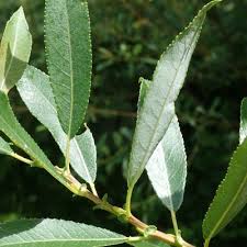 Attēlu rezultāti vaicājumam “Salix triandra”