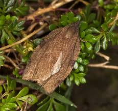Attēlu rezultāti vaicājumam “Lozotaenia forsterana”