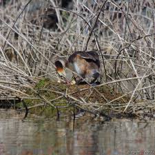 Attēlu rezultāti vaicājumam “Podiceps cristatus nest”