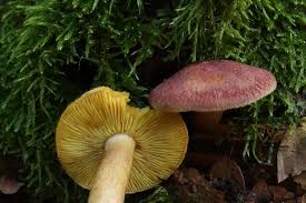 Attēlu rezultāti vaicājumam “Tricholomopsis rutilans”