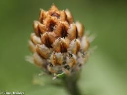 Attēlu rezultāti vaicājumam “Centaurea jacea fruit”