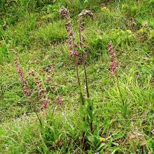 Attēlu rezultāti vaicājumam “Epipactis atrorubens leaf”