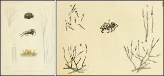 Attēlu rezultāti vaicājumam “Torrubiella arachnophila”