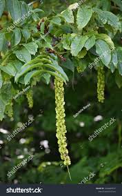 Attēlu rezultāti vaicājumam “Pterocarya fraxinifolia female flower”
