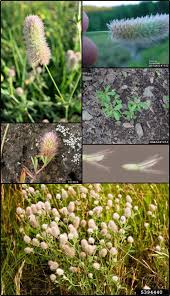 Attēlu rezultāti vaicājumam “Trifolium arvense”