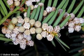 Attēlu rezultāti vaicājumam “Taxus baccata female flower”