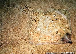 Image result for Raja montagui