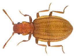 Attēlu rezultāti vaicājumam “Latridiidae”