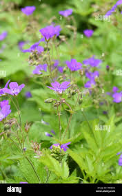 Attēlu rezultāti vaicājumam “Geranium sylvaticum flower”