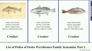 Image result for Argyrosomus inodorus