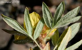 Attēlu rezultāti vaicājumam “Pentaphylloides fruticosa leaf”