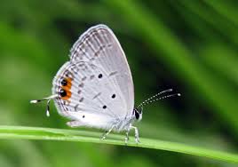 Attēlu rezultāti vaicājumam “Everes argiades underside”