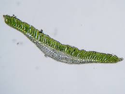 Attēlu rezultāti vaicājumam “Polytrichum commune”