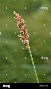 Attēlu rezultāti vaicājumam “Carex diandra”