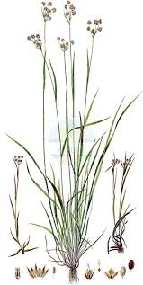 Attēlu rezultāti vaicājumam “Luzula multiflora”