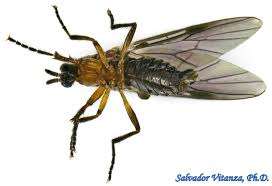 Attēlu rezultāti vaicājumam “Bibionidae female”