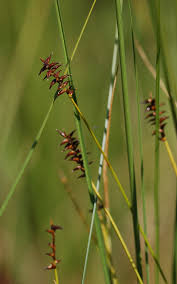 Attēlu rezultāti vaicājumam “Carex davalliana”