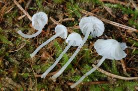 Attēlu rezultāti vaicājumam “Delicatula integrella”