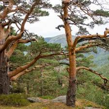 Attēlu rezultāti vaicājumam “Pinus sylvestris var. borussica”