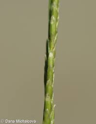 Attēlu rezultāti vaicājumam “Glyceria fluitans leaf”