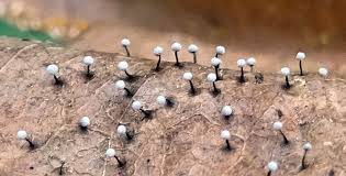 Attēlu rezultāti vaicājumam “Didymium minus”