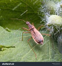 Attēlu rezultāti vaicājumam “Nabis limbatus”