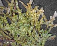 Attēlu rezultāti vaicājumam “Riccia rhenana”