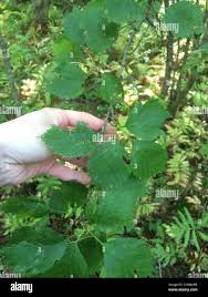 Attēlu rezultāti vaicājumam “Crataegus chrysocarpa”